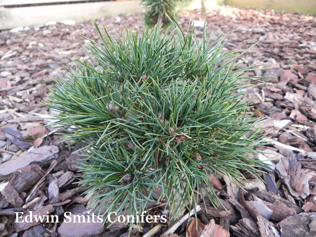 Pinus sibirica 'Recordistka'  (# 032)